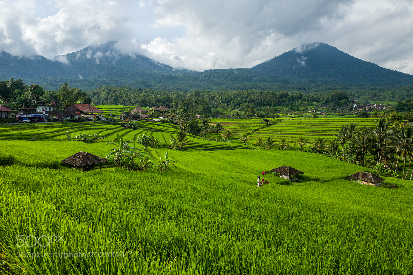 Leica Q (Typ 116) sample photo. The tegallalang rice terraces photography