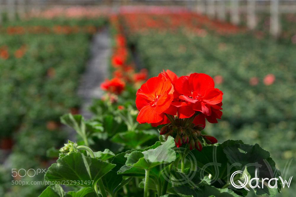 Sony SLT-A58 sample photo. Geranium photography