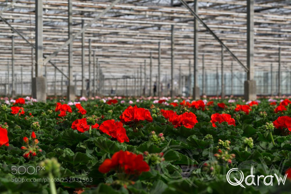 Sony SLT-A58 sample photo. Geranium photography