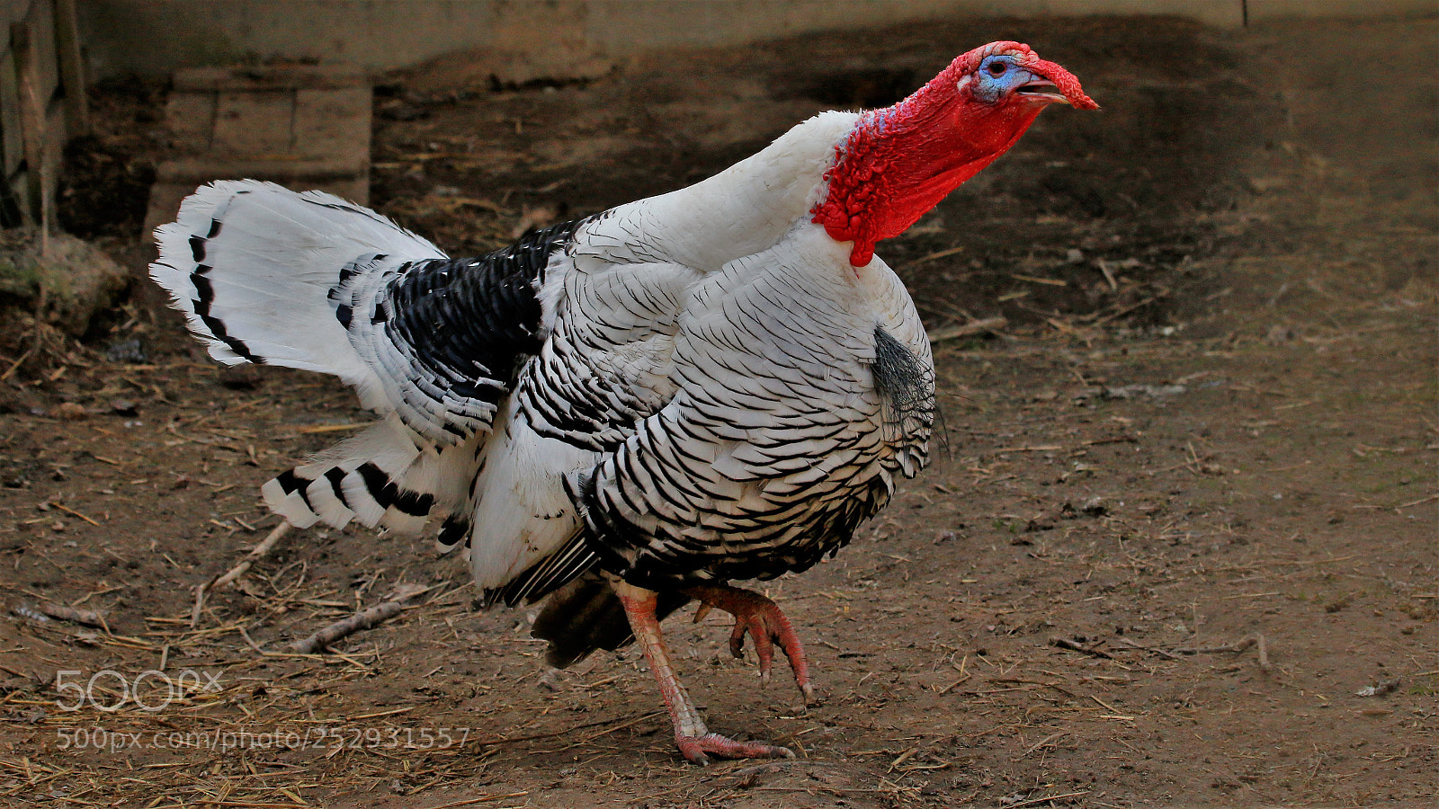 Canon EOS 70D sample photo. Puter stresst photography