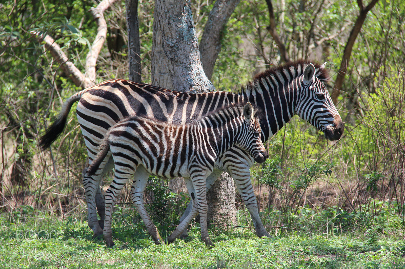 Canon EOS 650D (EOS Rebel T4i / EOS Kiss X6i) sample photo. Zebras photography