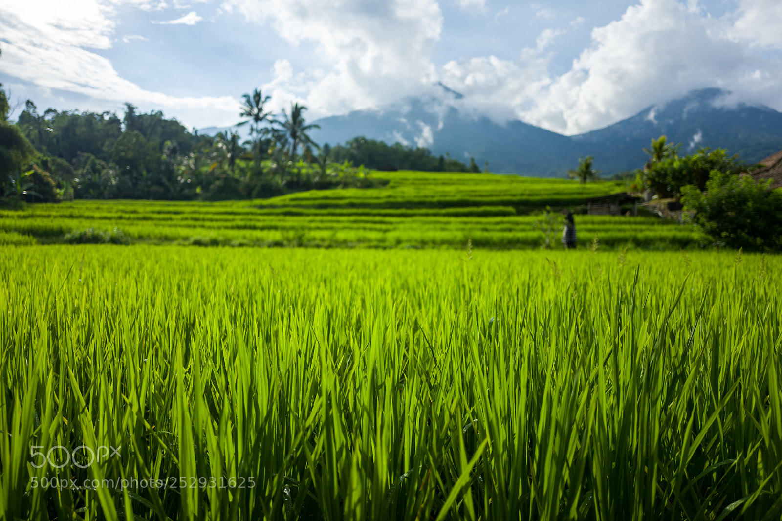 Leica Q (Typ 116) sample photo. The tegallalang rice terraces photography