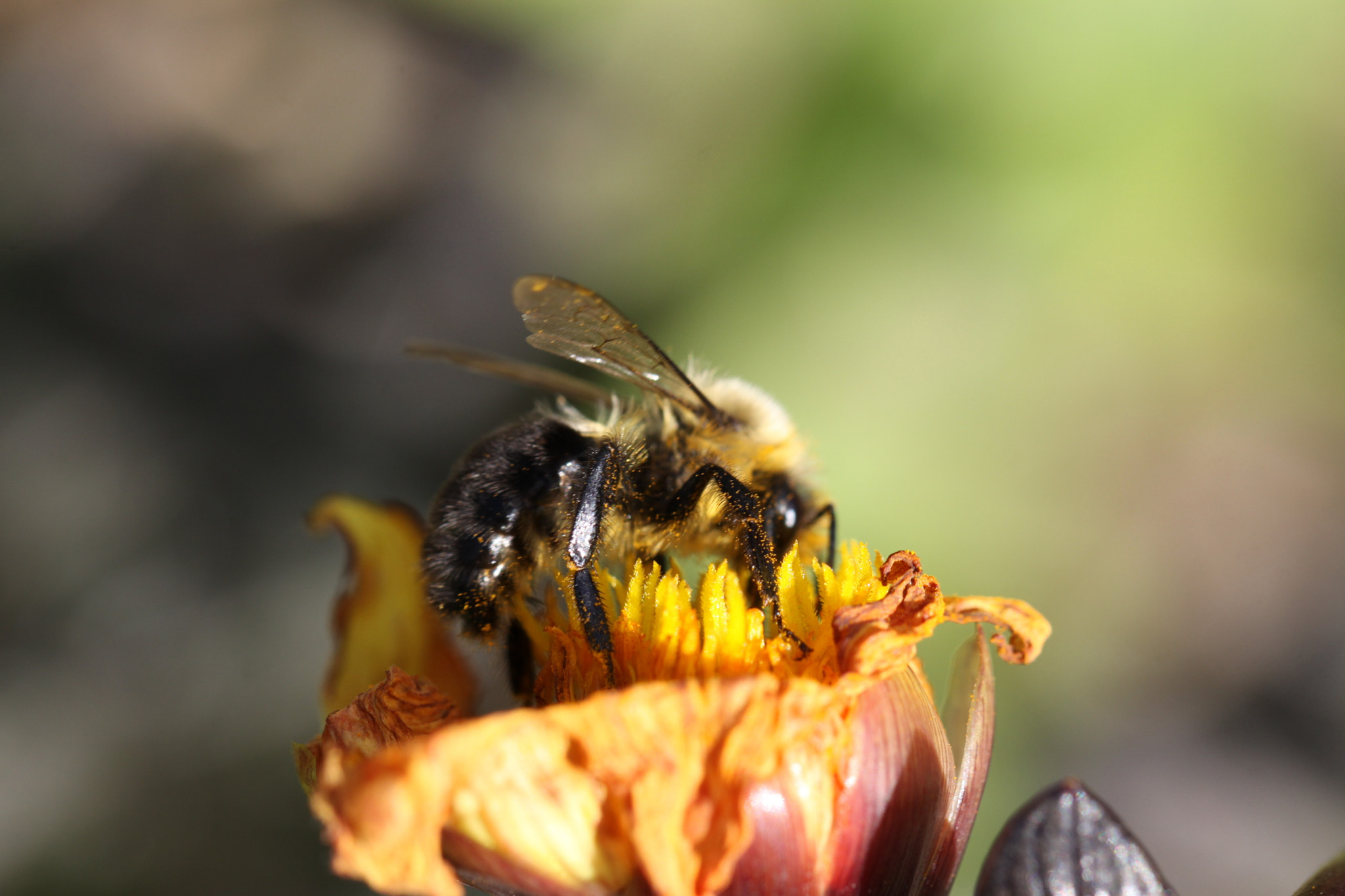 Canon EF 100mm F2.8L Macro IS USM sample photo. Lunch photography