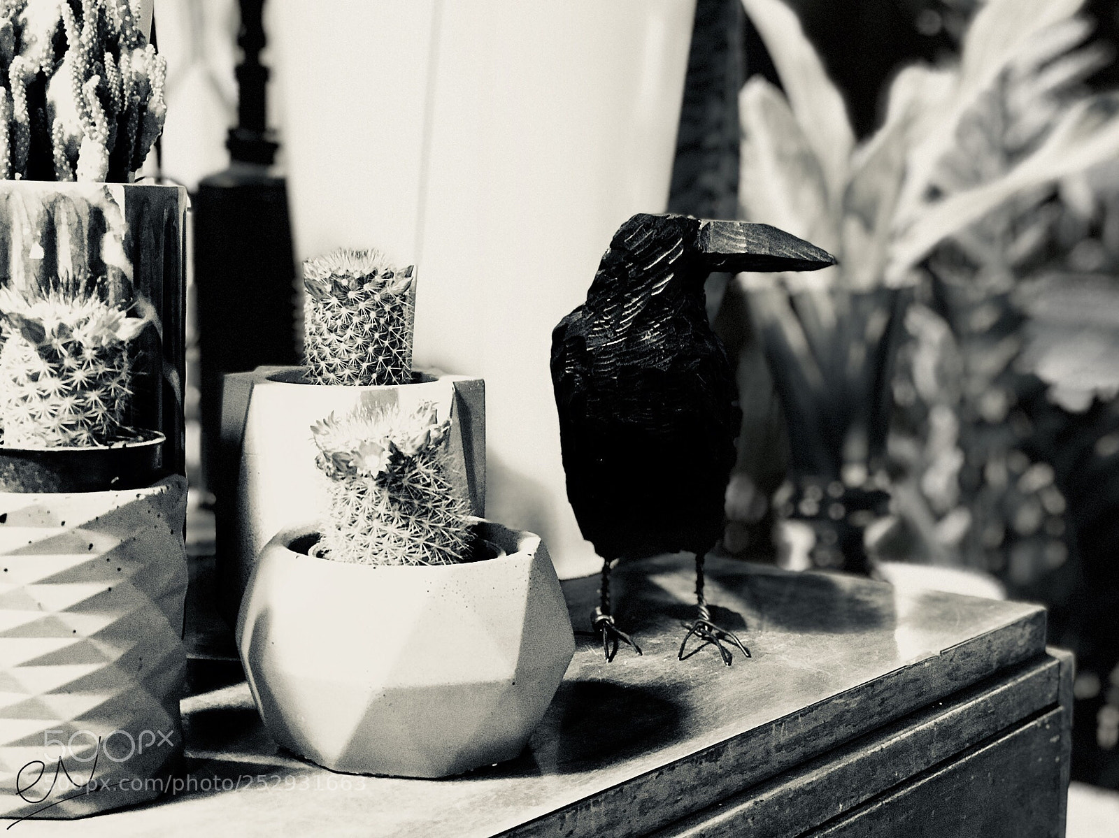 Apple iPhone 7 Plus sample photo. Crow & cactuses photography