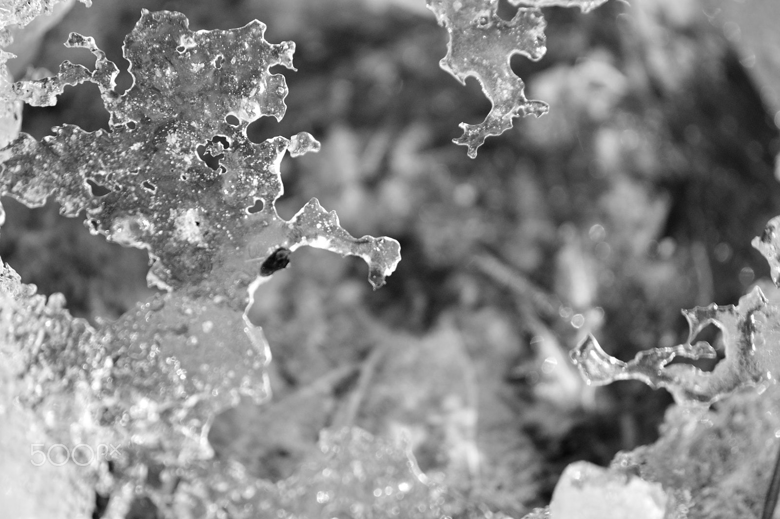 Sigma 70-300mm F4-5.6 APO DG Macro sample photo. Unfrozen photography