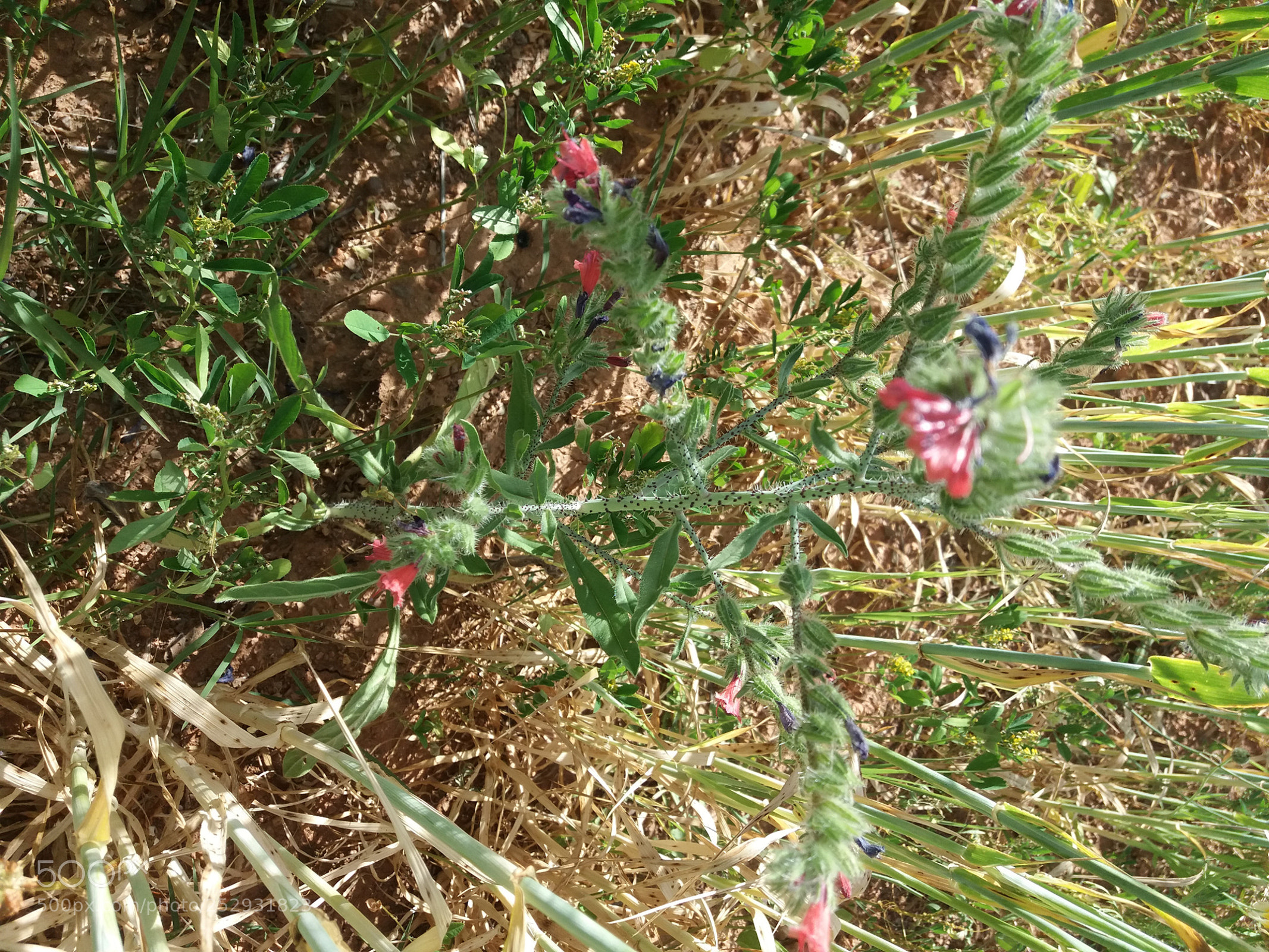 Samsung Galaxy J5(2016) sample photo. 20180407_171824.jpg photography