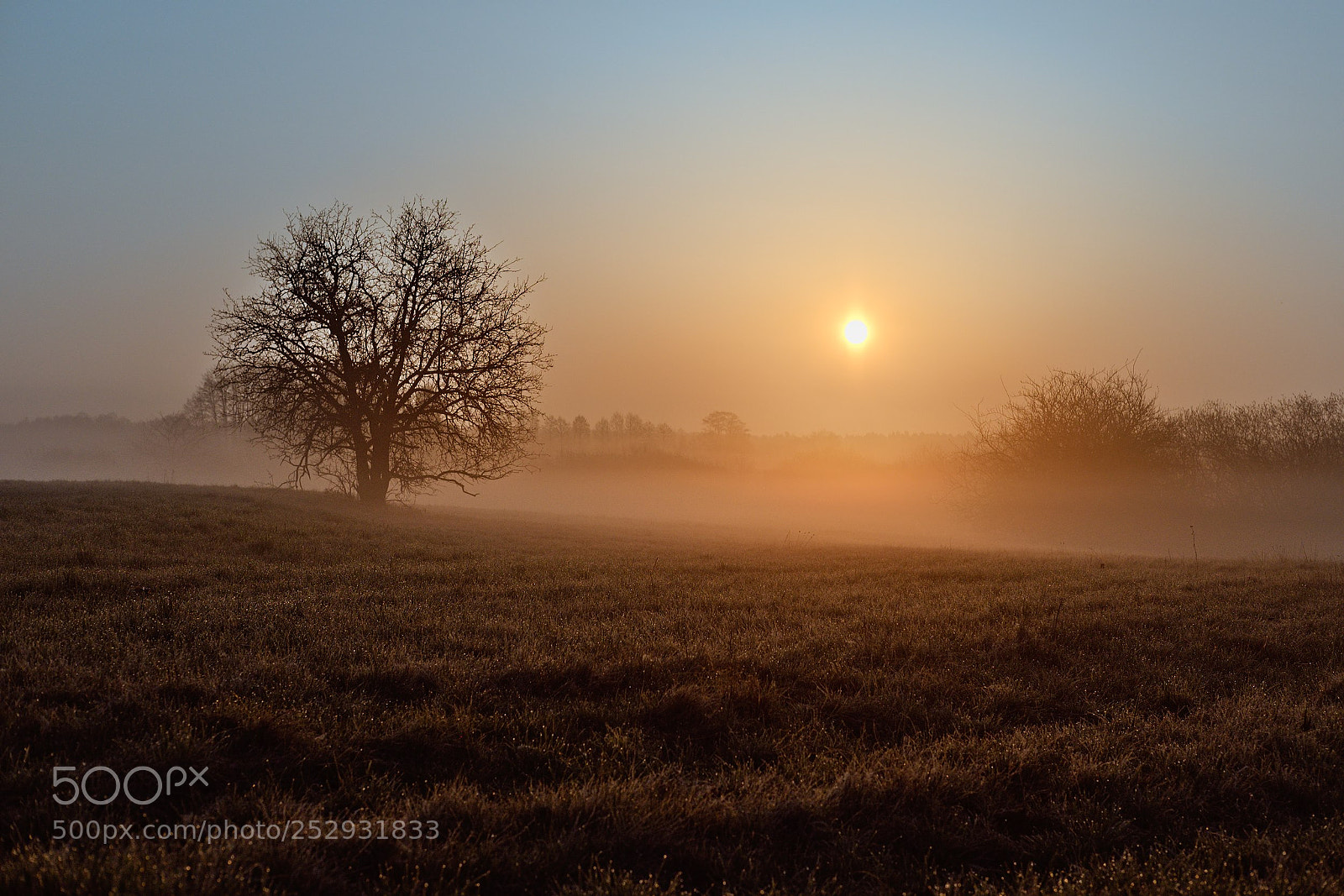 Fujifilm X-T10 sample photo. Tree. fog. sun. photography