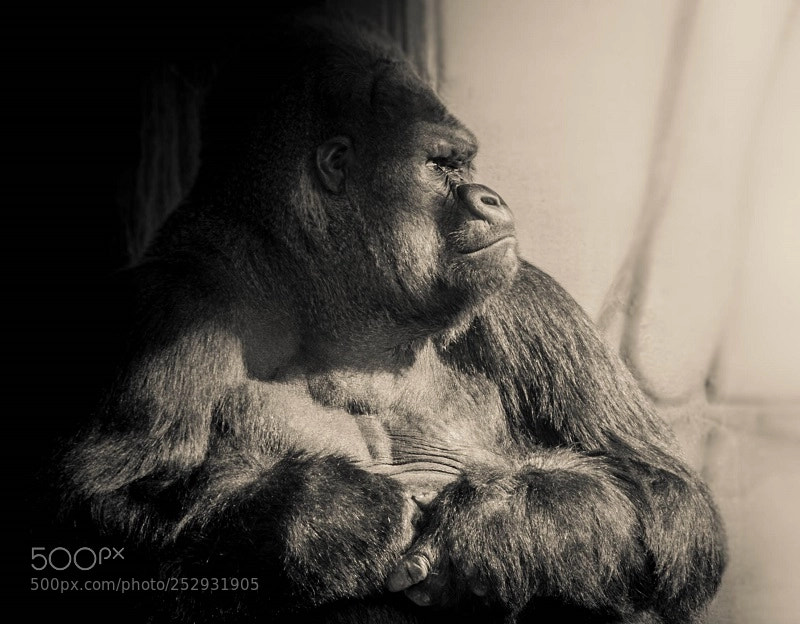 Nikon D90 sample photo. Gorilla photography