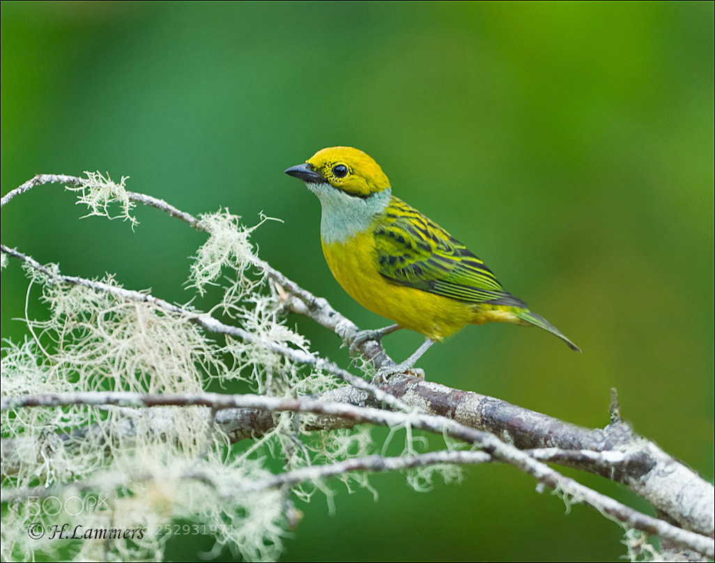 Canon EOS-1D Mark IV sample photo. Silver throated tanager photography