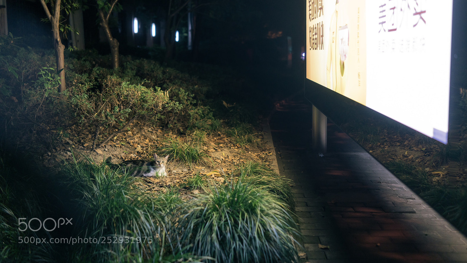Sony Cyber-shot DSC-RX1R II sample photo. Late night spotlight photography