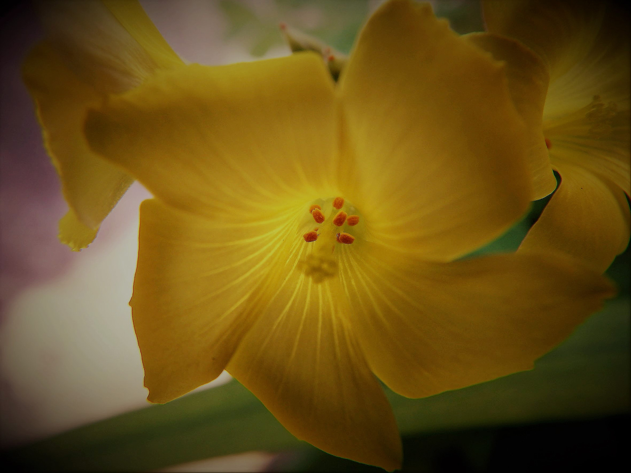 Olympus SP-100EE sample photo. Softness in sight photography