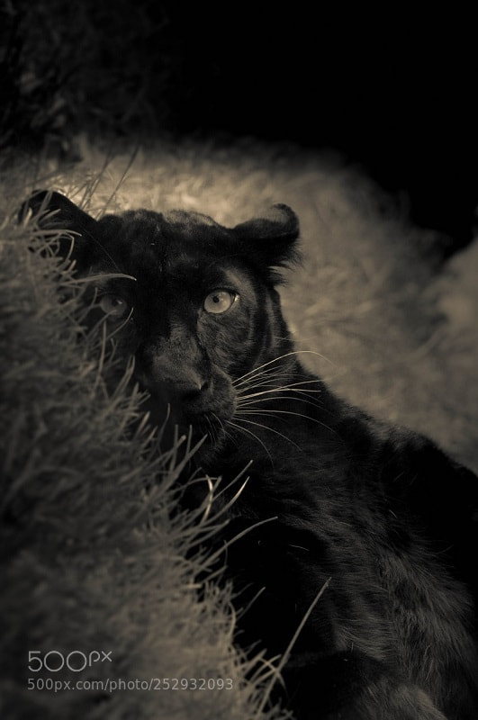 Nikon D90 sample photo. Panther photography