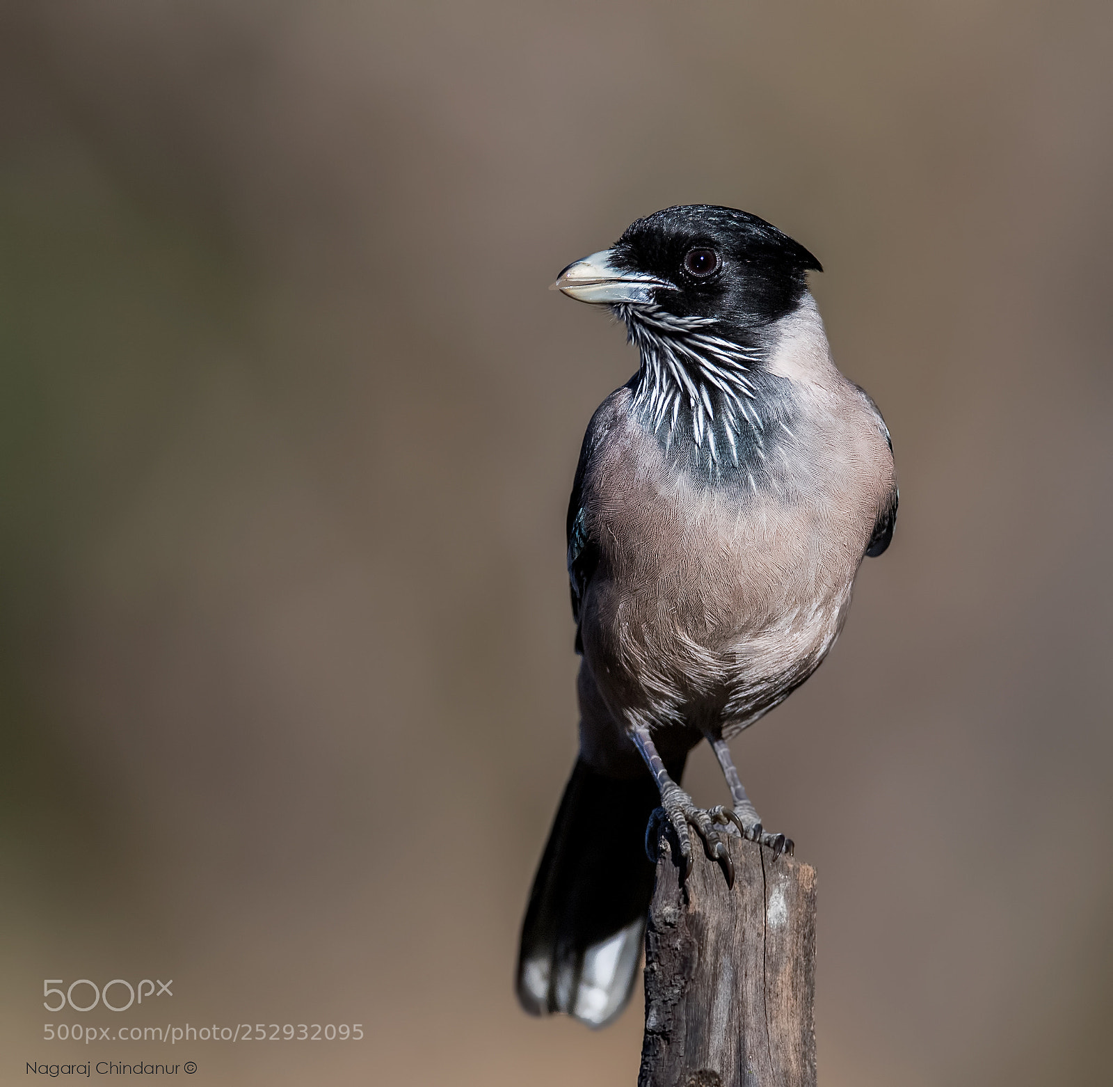 Nikon D5 sample photo. Black headed jay photography