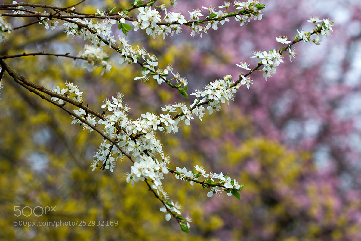Canon EOS 60D sample photo. The beginning photography