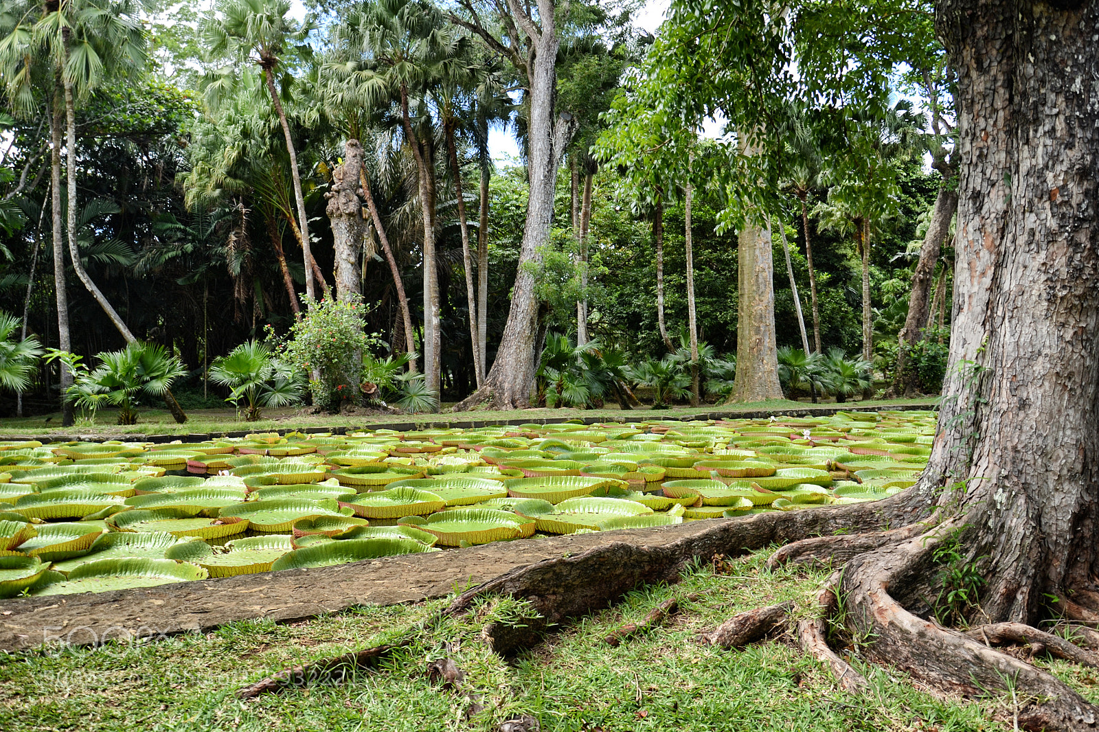 Nikon D3100 sample photo. Mauritius photography