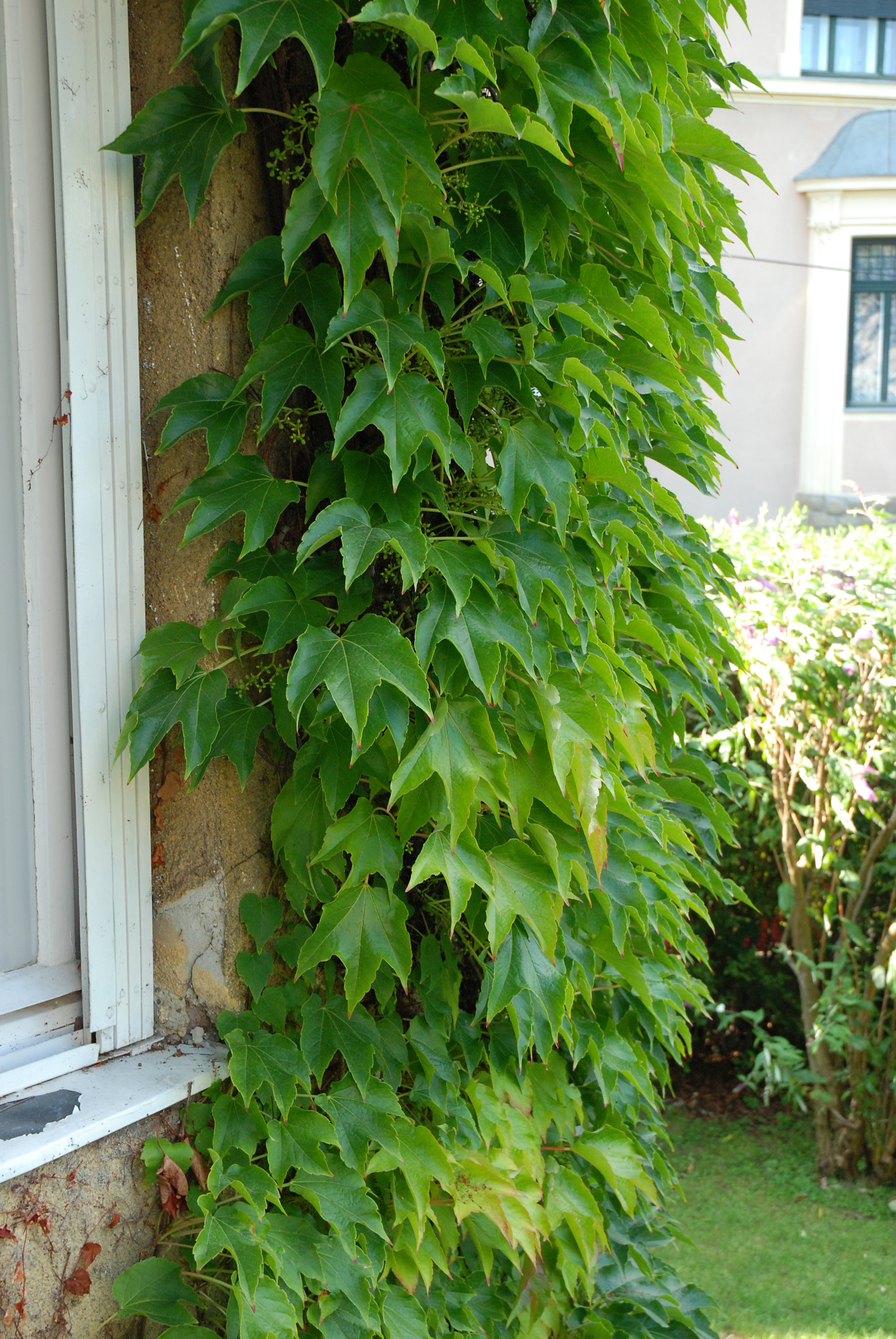Nikon D80 sample photo. Garden photography