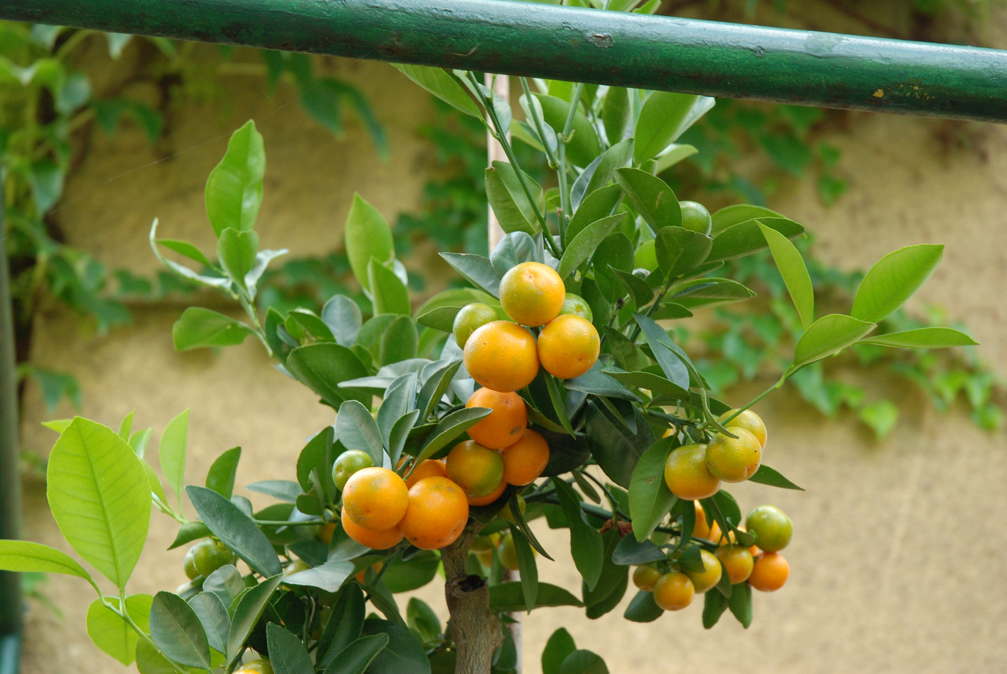 Nikon D80 sample photo. Garden photography