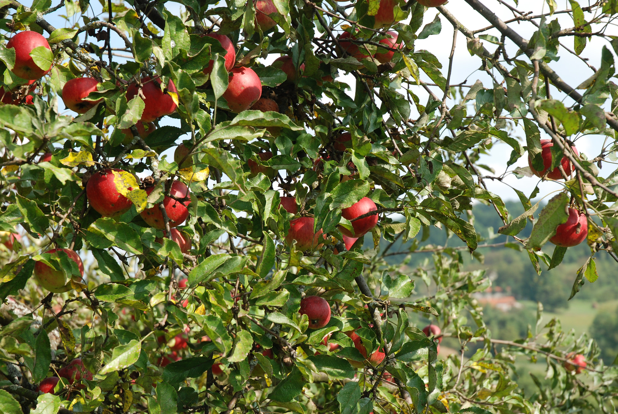 Nikon D80 sample photo. Apple photography