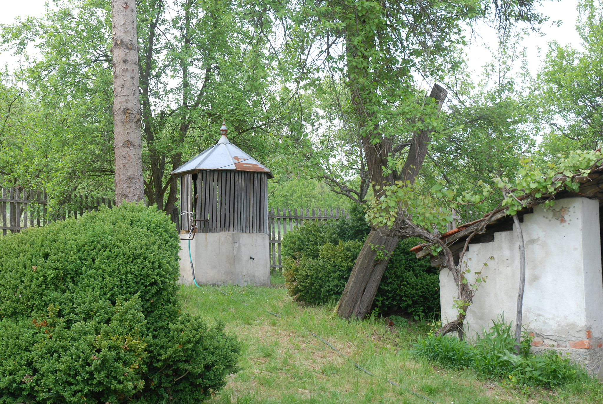 Nikon D80 sample photo. Garden photography