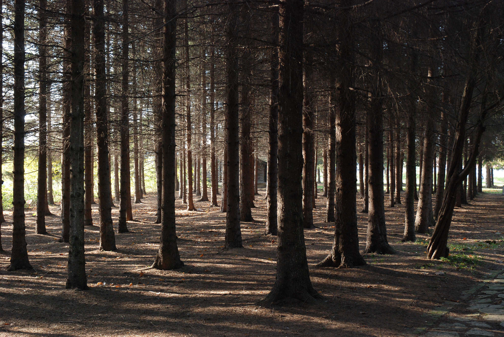 Nikon D80 sample photo. Forest photography
