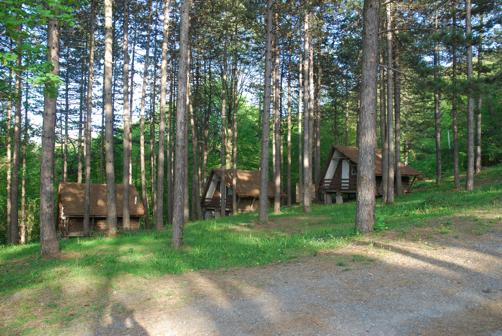 Nikon D80 sample photo. Forest photography