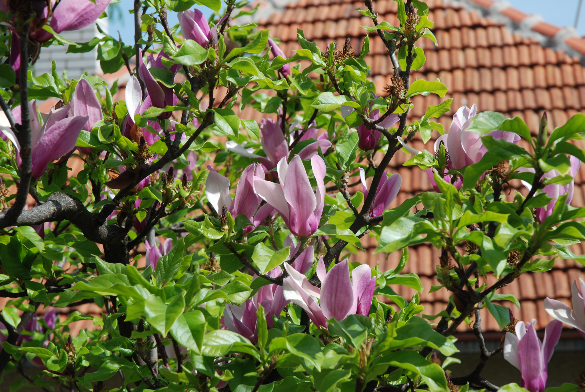 Nikon D80 sample photo. Garden photography