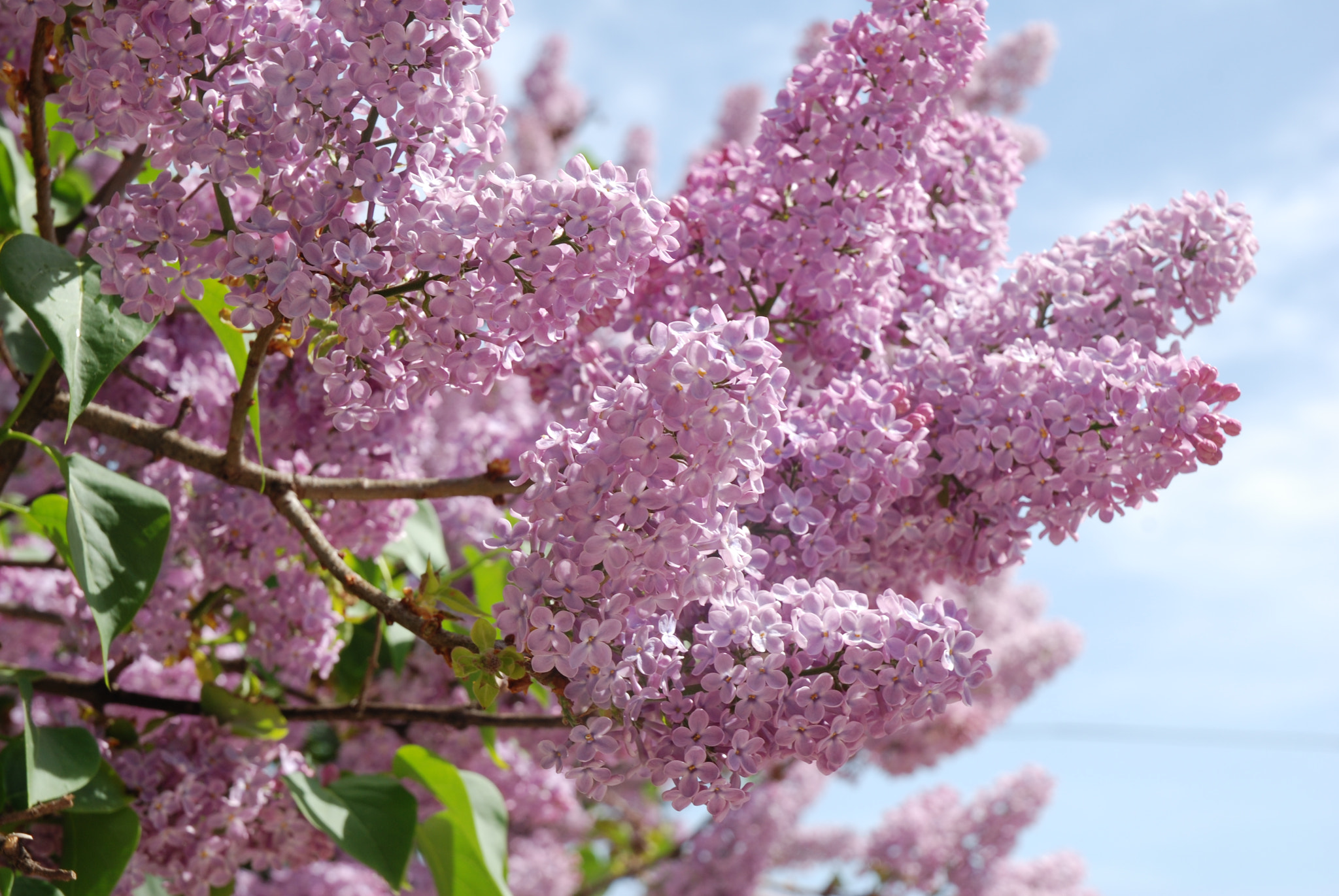 Nikon D80 sample photo. Flower photography