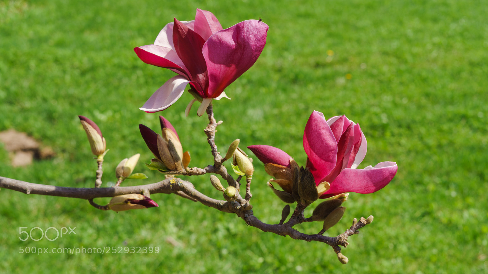 Sony a7 II sample photo. Magnolia ii photography