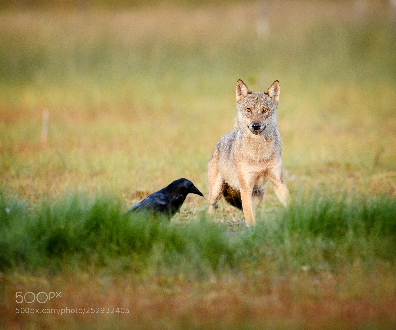 Nikon D5 sample photo. Scandinavian wolf and ravens photography