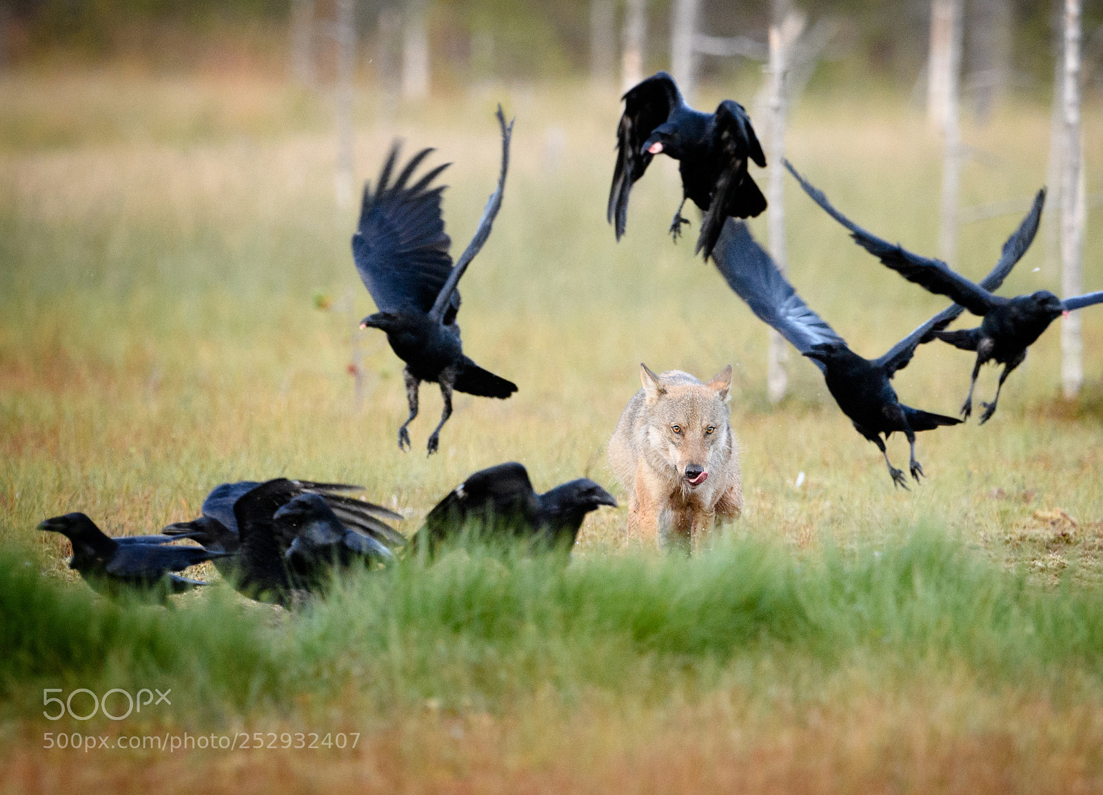Nikon D5 sample photo. Scandinavian wolf and ravens photography