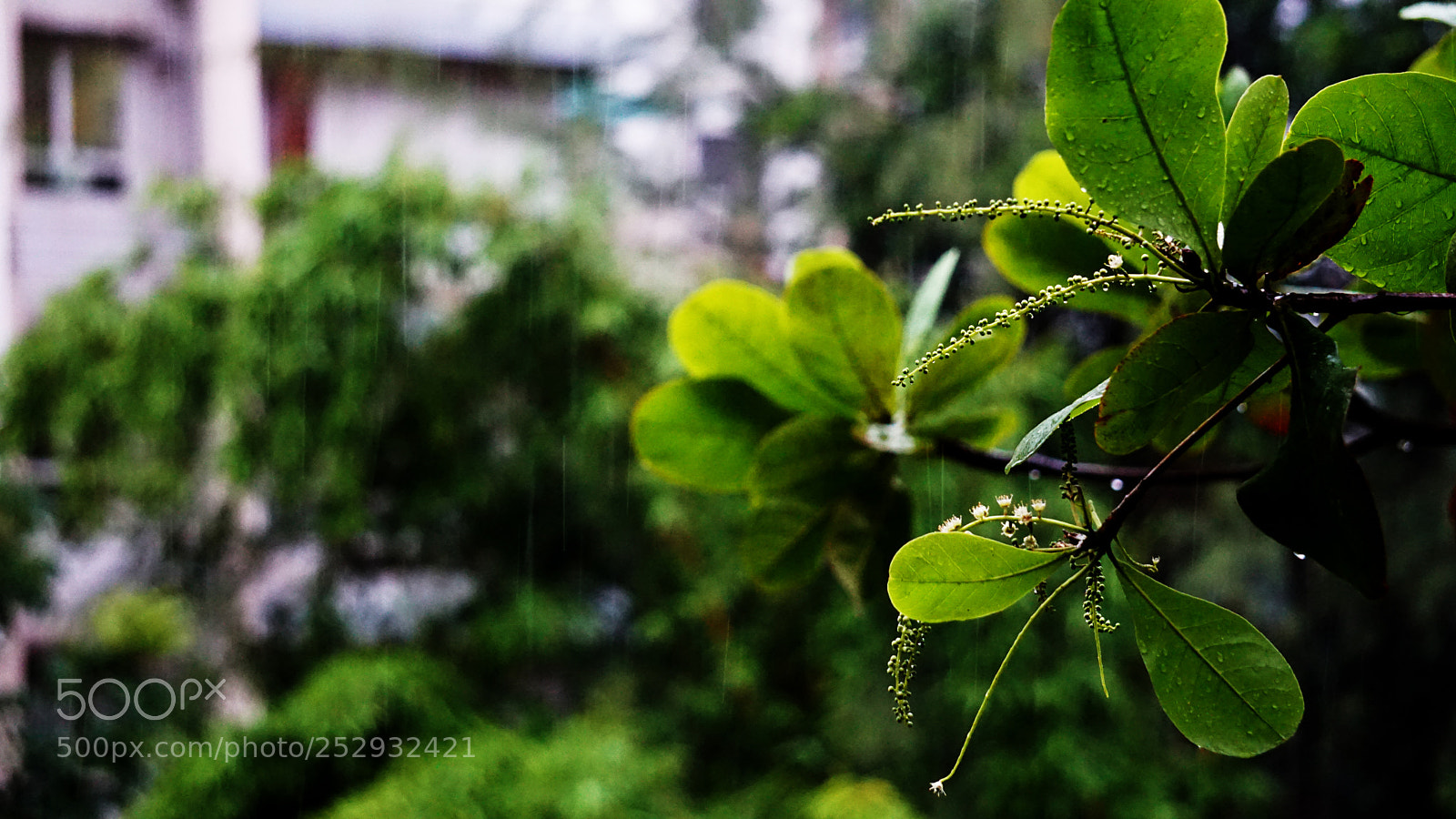 Sony a6000 sample photo. Show of showers photography