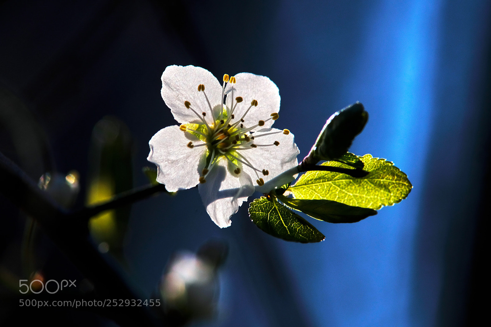 Fujifilm X-T20 sample photo. Dolce risveglio... photography