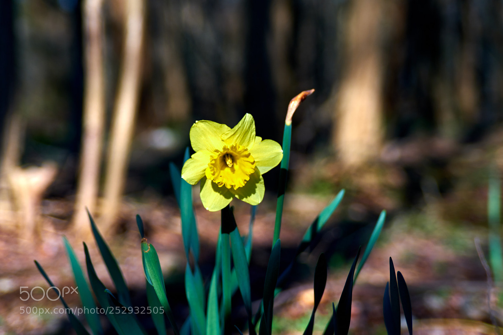Fujifilm X-T20 sample photo. Il sole nel bosco... photography