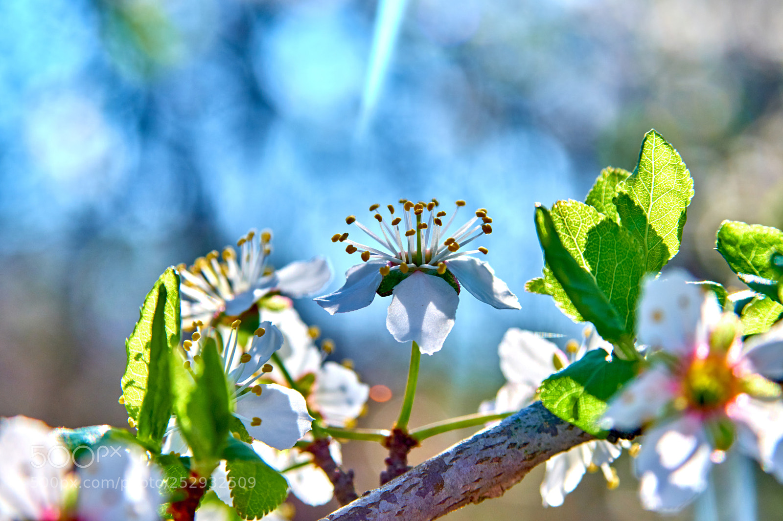 Fujifilm X-T20 sample photo. Appello di primavera... photography