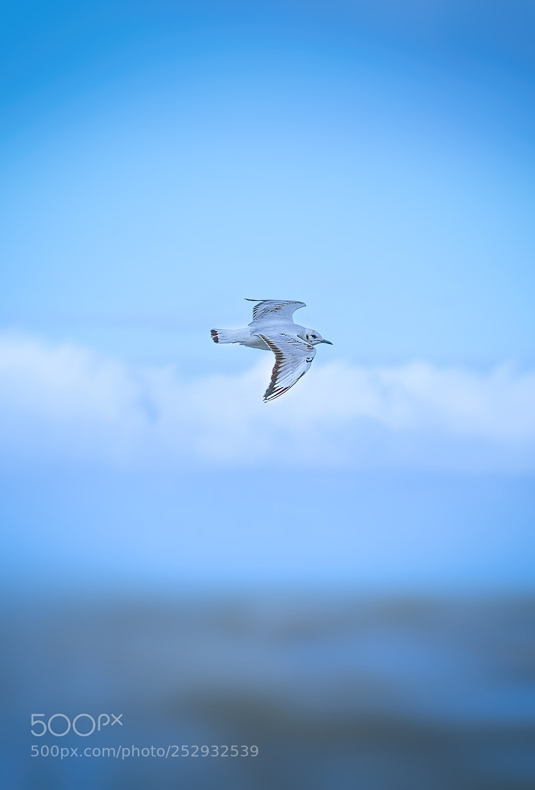 Nikon D7200 sample photo. Fly photography