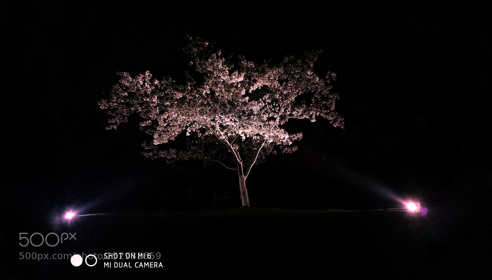 Xiaomi MI6 sample photo. The tree of sakura  樱花树 photography
