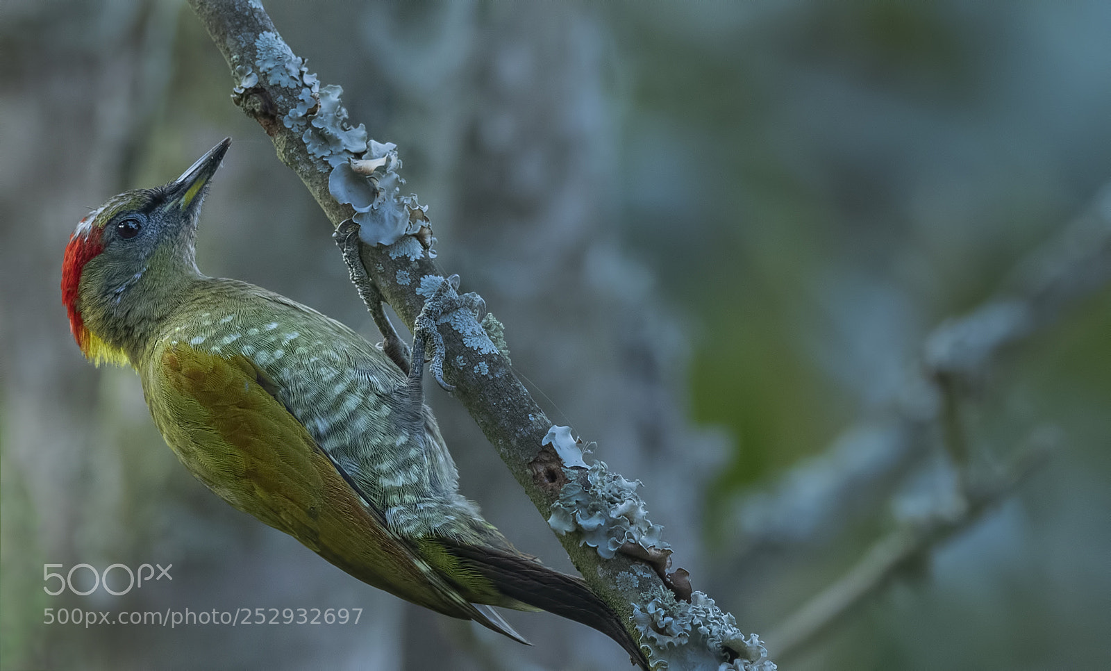 Nikon D850 sample photo. Lesser yellownape woodpecker photography