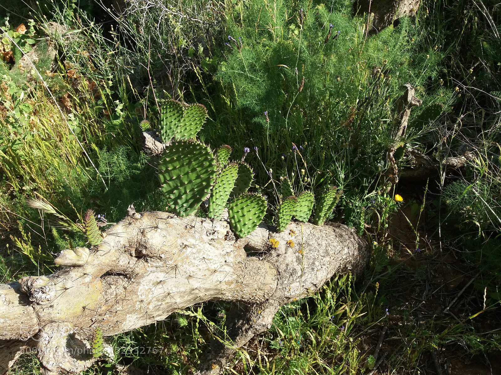 Samsung Galaxy J5(2016) sample photo. 20180407_172217.jpg photography