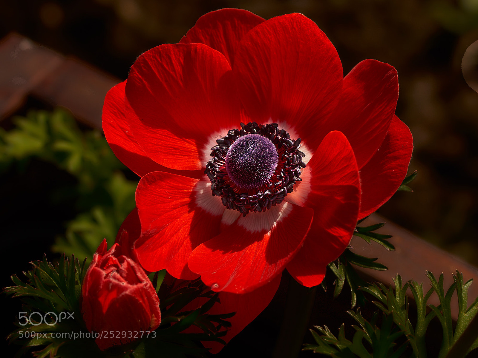 Sony SLT-A65 (SLT-A65V) sample photo. Red anemone -3 photography