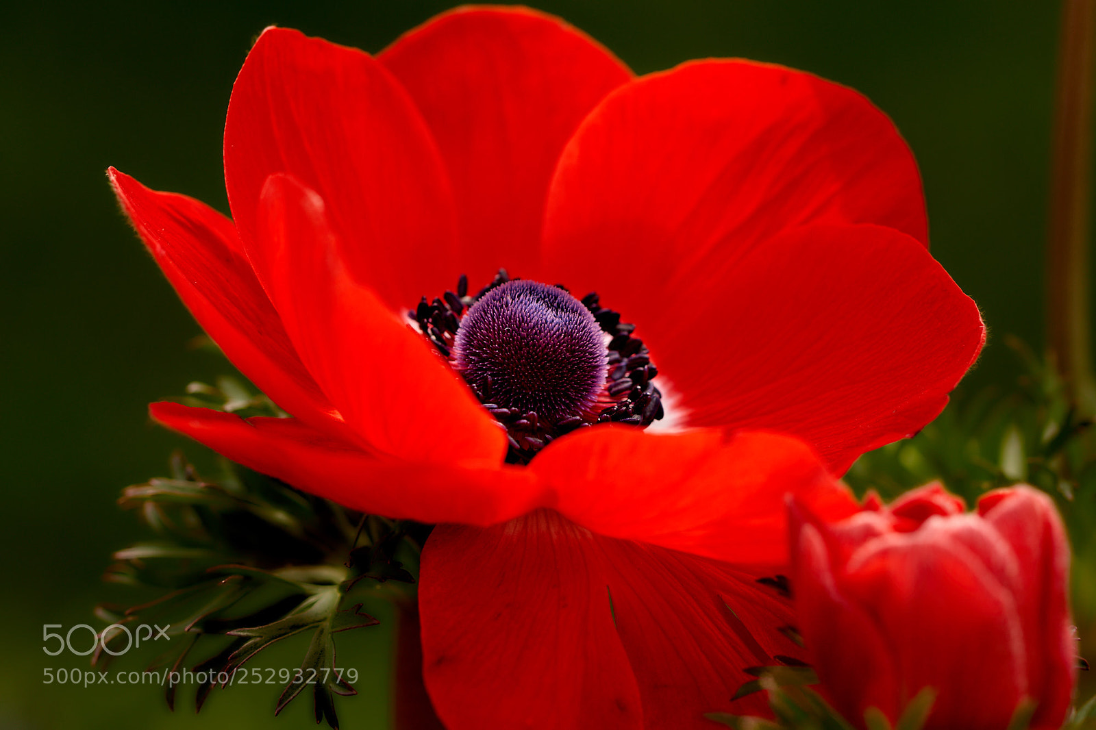 Sony SLT-A65 (SLT-A65V) sample photo. Red anemone -4 photography