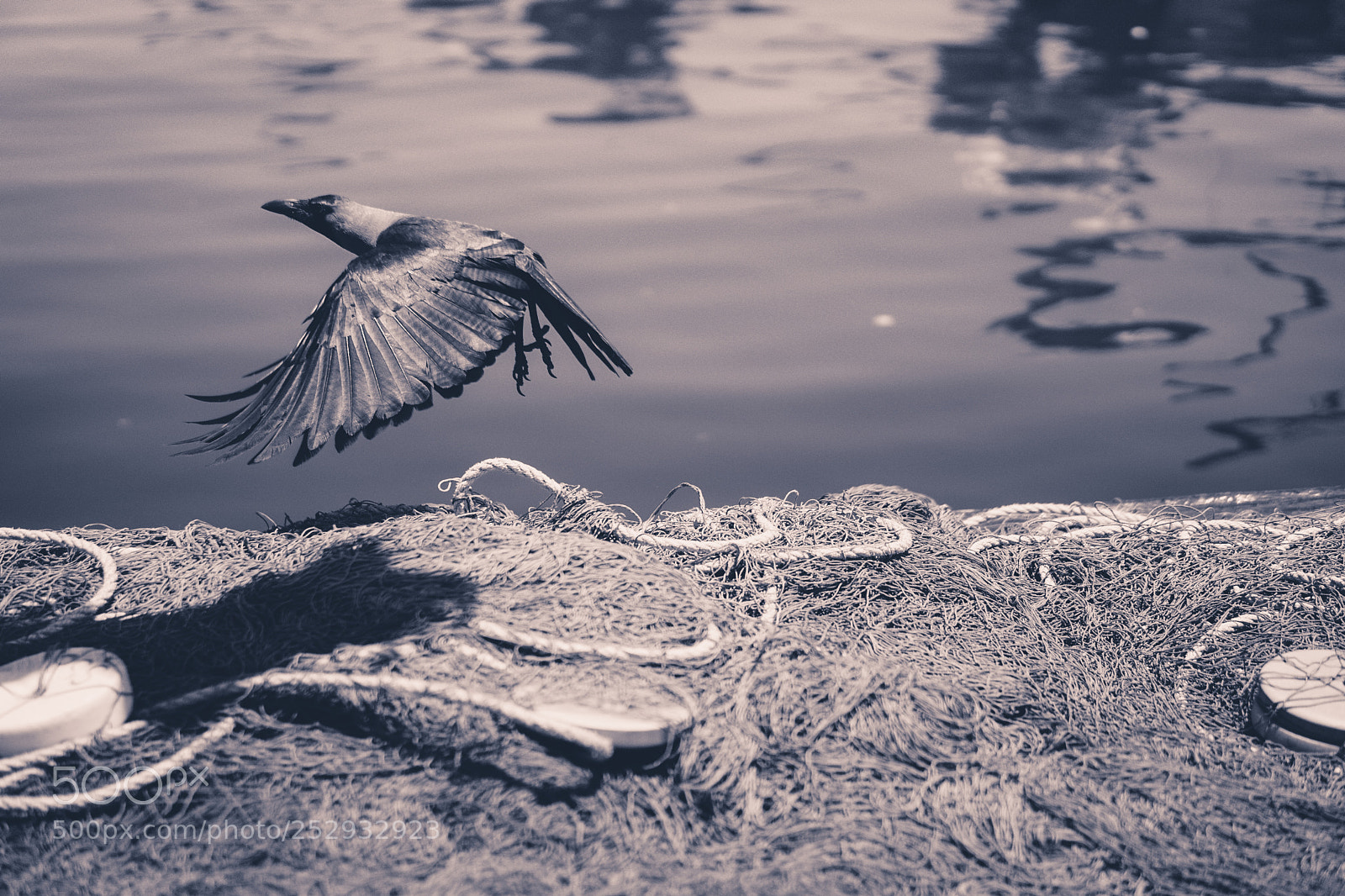 Sony a6000 sample photo. Ka...ka...land... photography