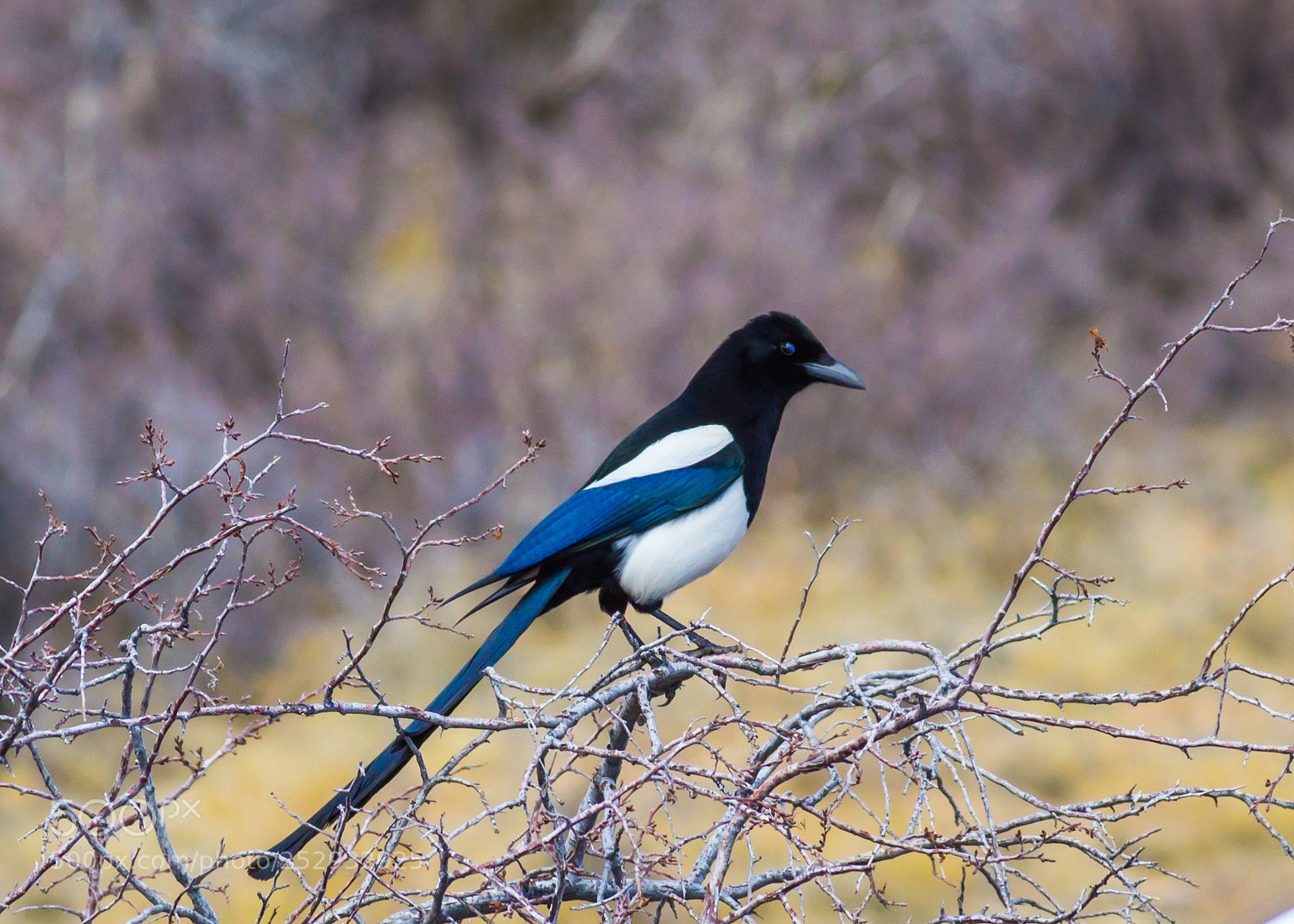 Canon EOS 1200D (EOS Rebel T5 / EOS Kiss X70 / EOS Hi) sample photo. Black-billed magpie photography