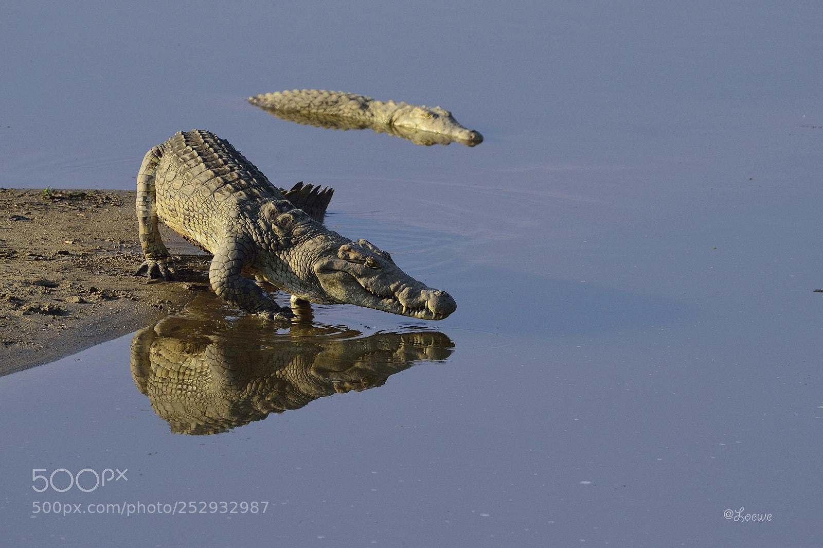 Nikon D4S sample photo. Croc photography