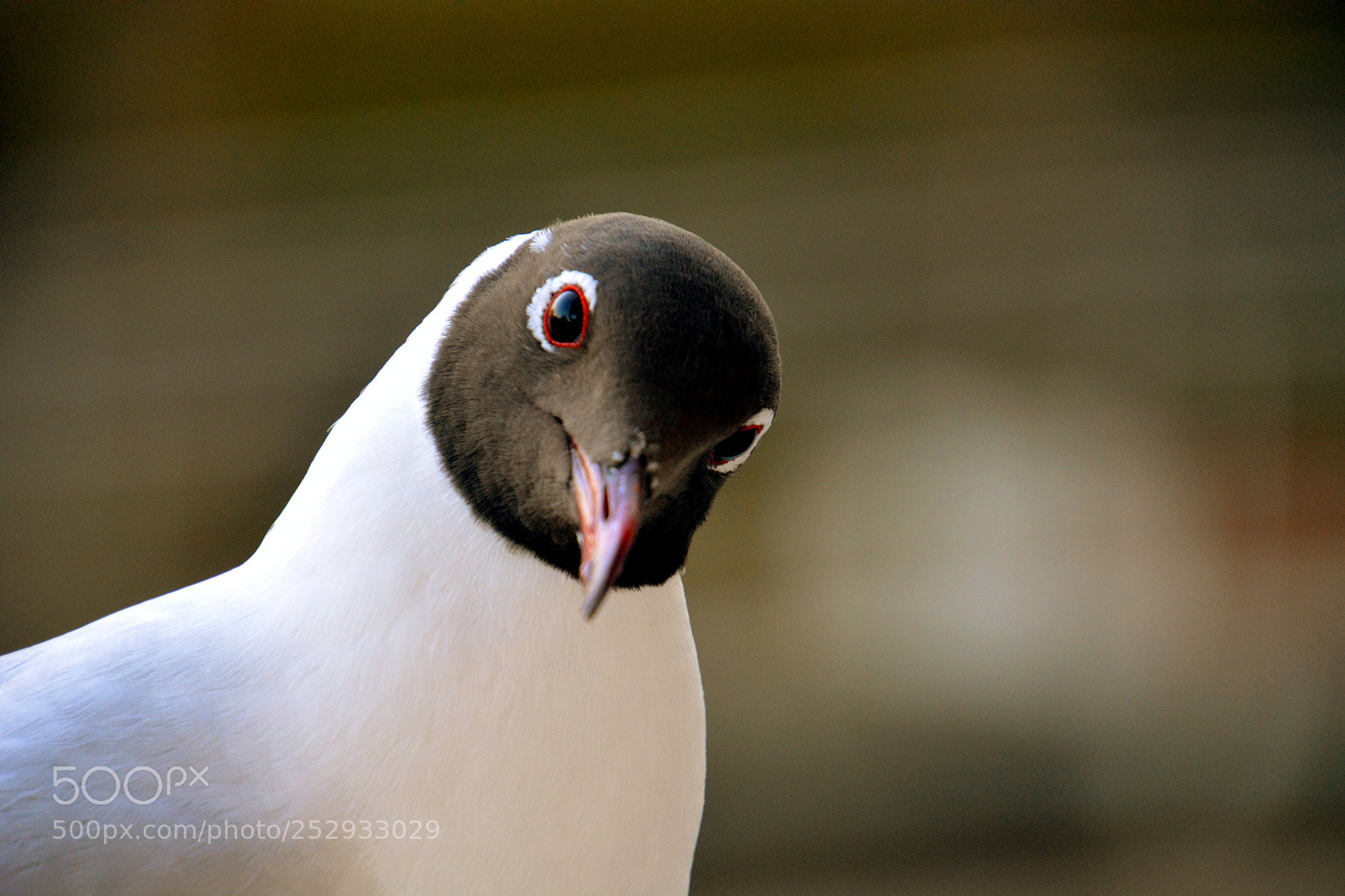Nikon D5200 sample photo. Coquette. photography