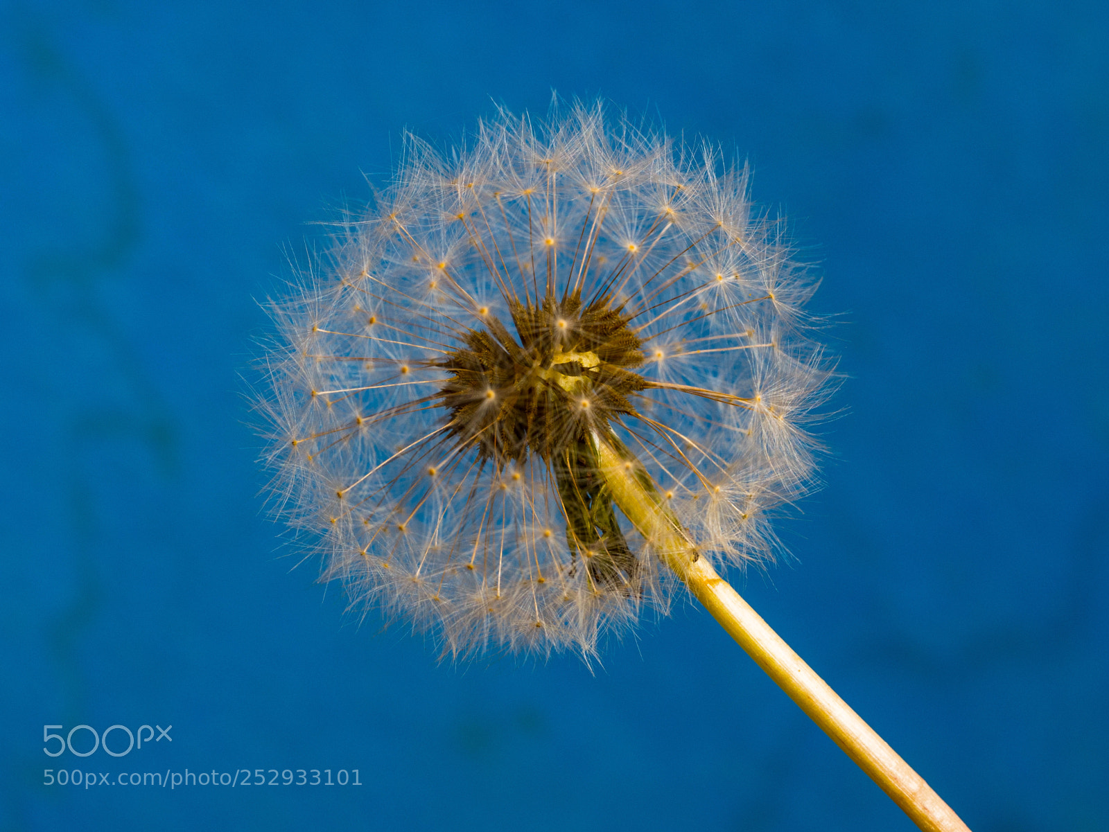 Panasonic Lumix DMC-G85 (Lumix DMC-G80) sample photo. Bugs view photography