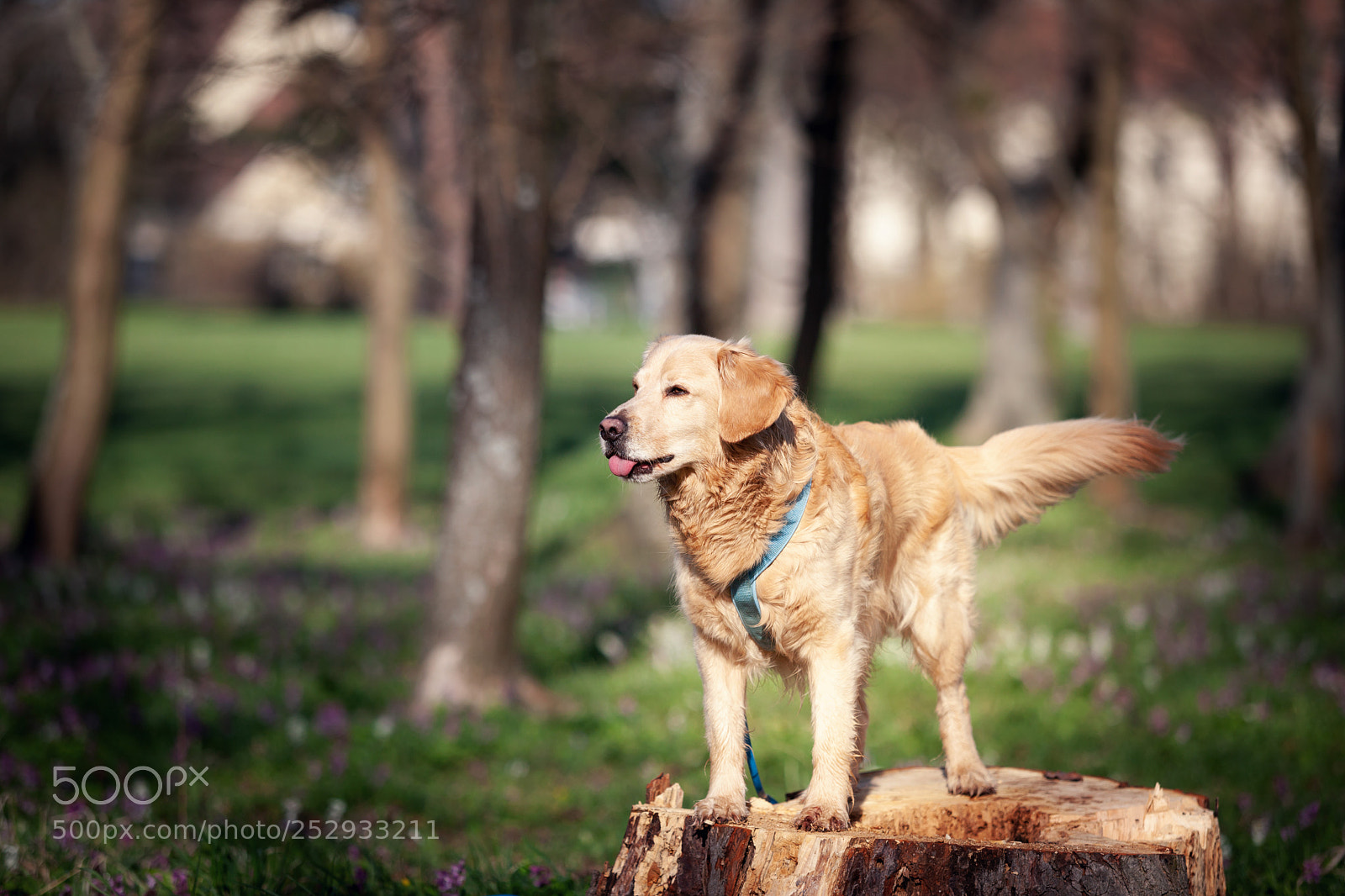 Canon EOS 5D Mark II sample photo. *luca* photography
