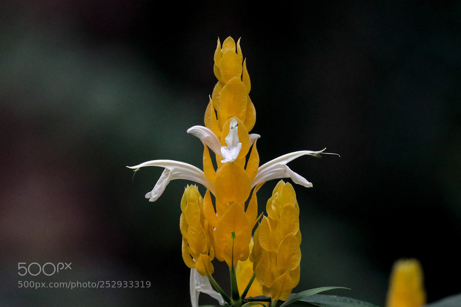 Canon EOS 5D Mark IV sample photo. Lollipop plant gold hre photography