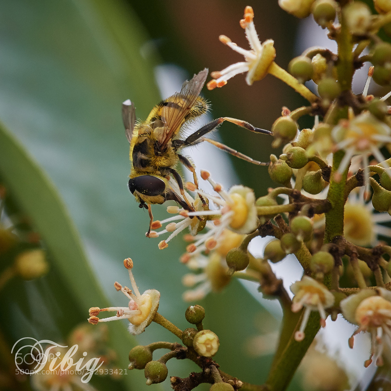 Nikon D500 sample photo. Yellow fly photography
