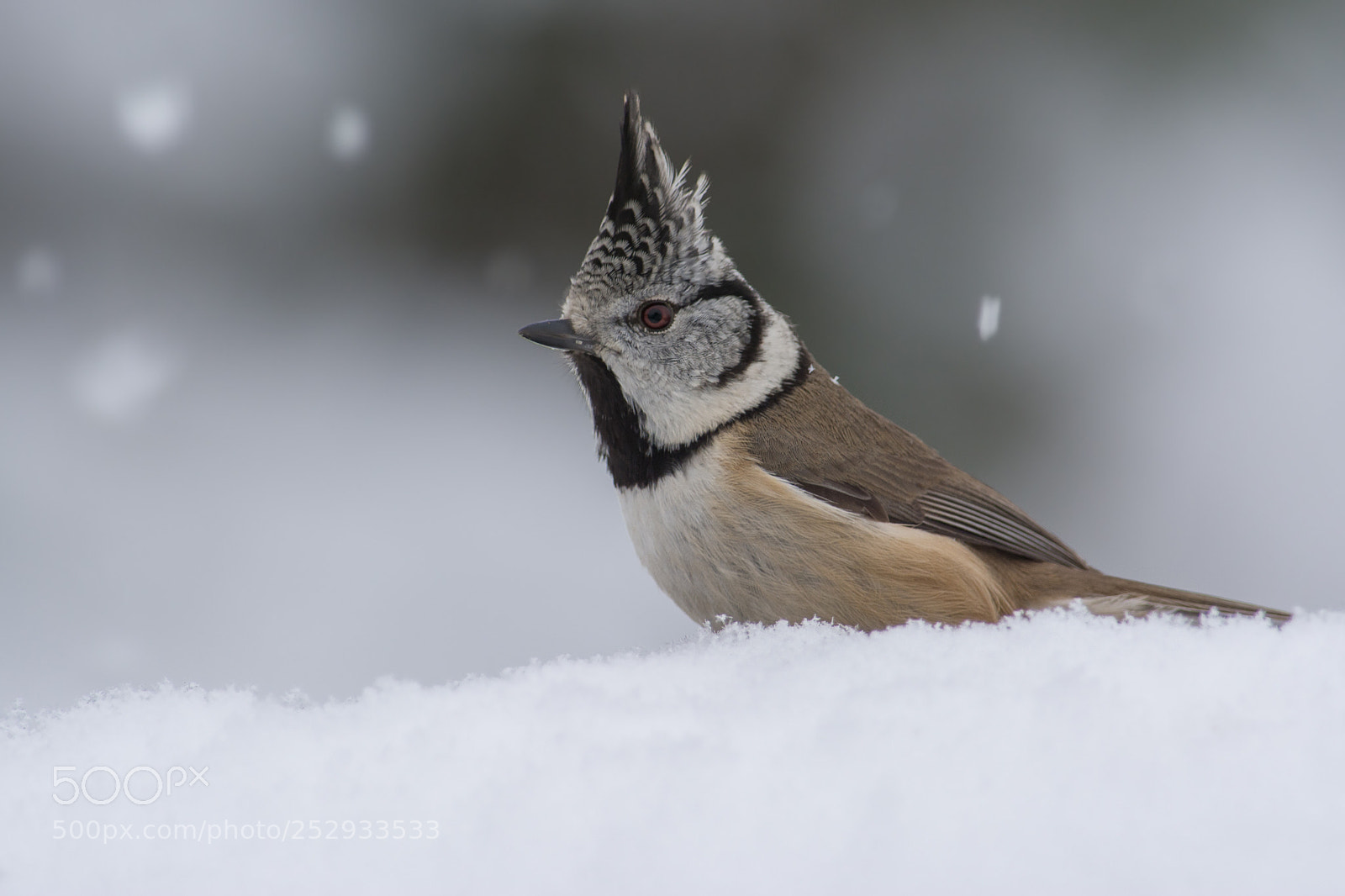 Nikon D7100 sample photo. Crested tit on snow photography