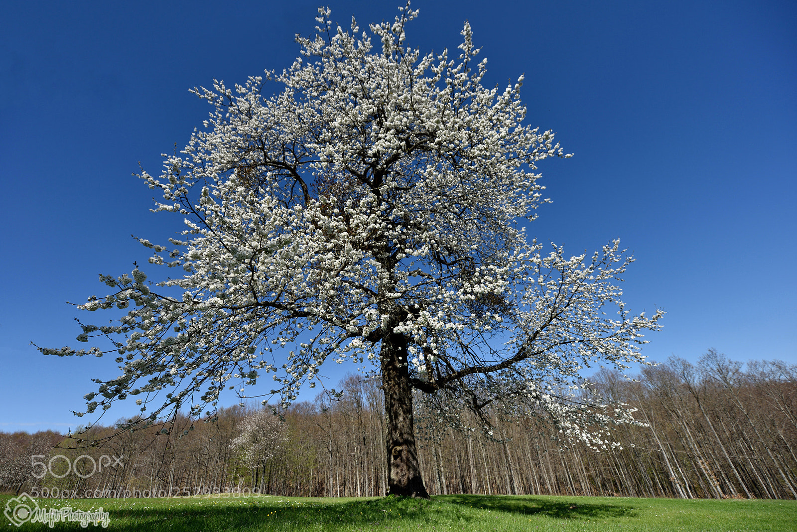 Nikon D810 sample photo. Tree of life photography